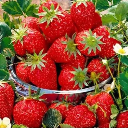 Клубника в стеклянной чаше на фоне зелёных листьев и цветов - СОЛНЕЧНАЯ ПОЛЯНКА