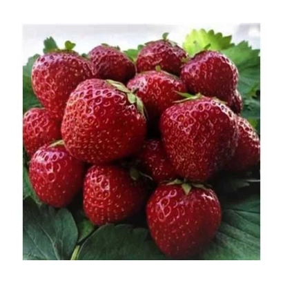Close-up of fresh Sonata strawberries on green leaves