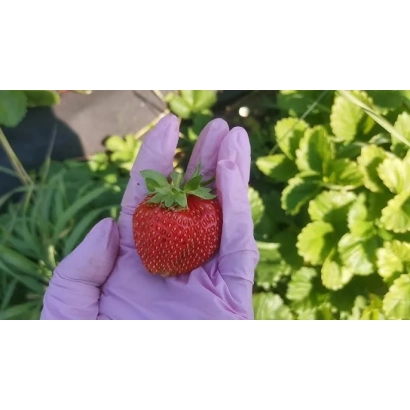 Strawberry Stefania held in hand against green foliage