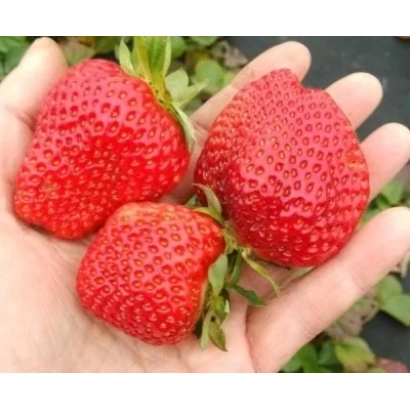 Three red Sweet Ann strawberries held in a hand
