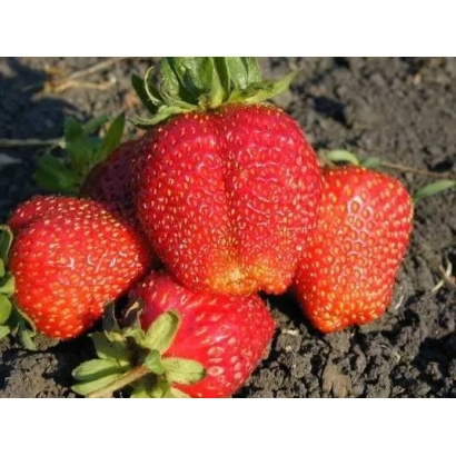 Large red strawberries on dark soil - SYRIA