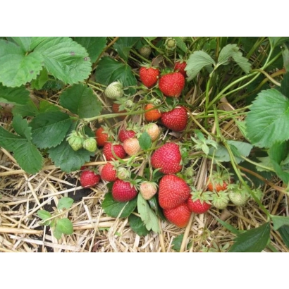Клубника на грядке с зелеными листьями и ягодами разных стадий созревания - ТАИРА