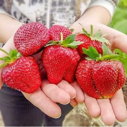 Свежие ягоды клубники Тарда в руках