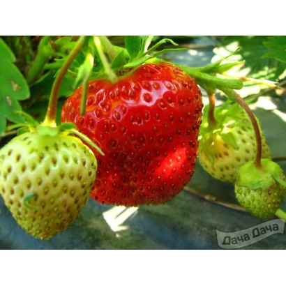 Close-up of strawberries and greenery on soil - Tenira