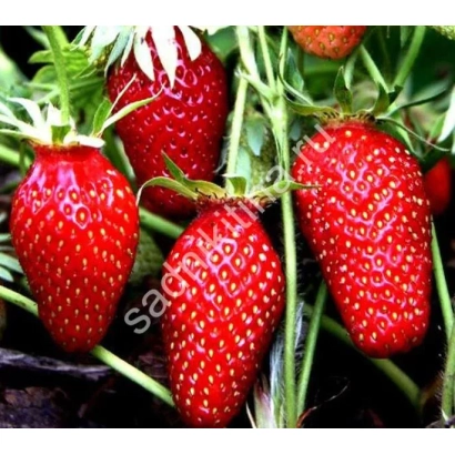 Клубника на кусте - Торпеда