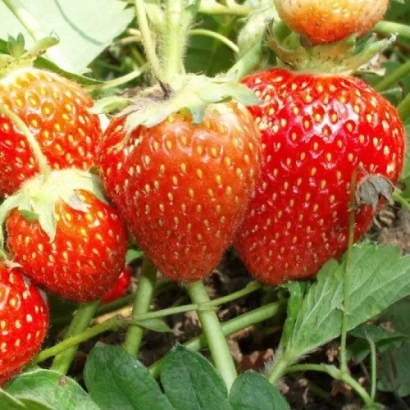 Крупный план красных клубничных ягод на зелёных листьях без названия продукта - Троицкая