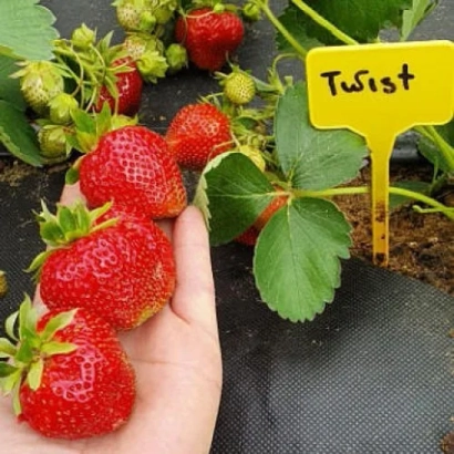 Strawberry Twist held in hand with yellow Twist marker in background
