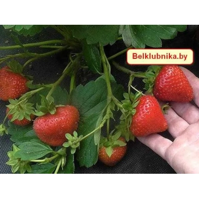 Strawberries on a stem with a hand holding a berry, on a dark background - Verity
