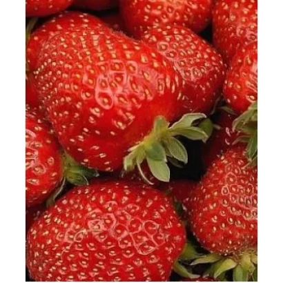 Крупный план свежей клубники Веселка