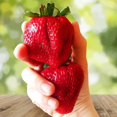 A hand holds two large red strawberries on a wooden surface. - VIMA KSIMA