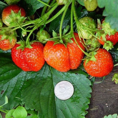 Клубника Витязь на листьях с монетой для масштаба