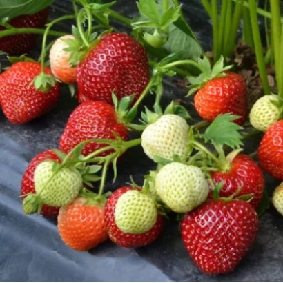 Клубника ВИВАРА на гряде с зелеными и красными ягодами