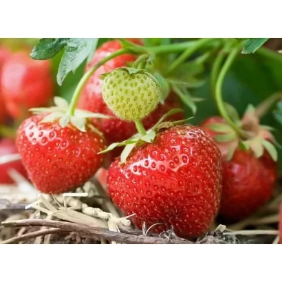 Red and green strawberry berries on stems - Exhibition
