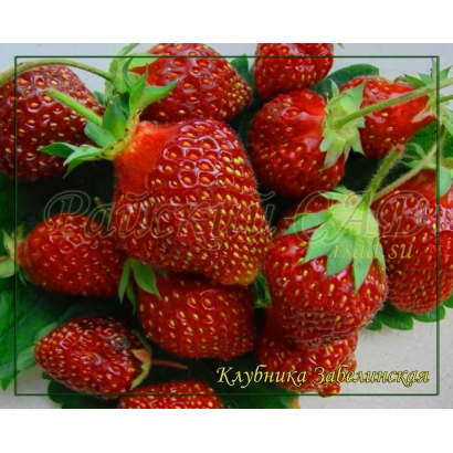 Клубника Забелинская на зелёном фоне