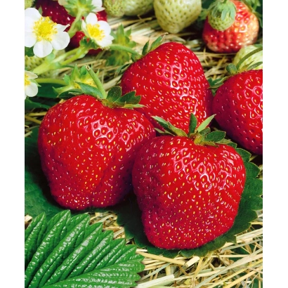 Крупные красные ягоды земляники на зелёных листьях и соломе - Занта