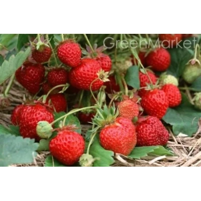 Клубника на землі - Попелюшка