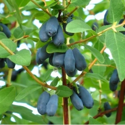 Синие ягоды жимолости на ветке с зелёными листьями - Амазонка