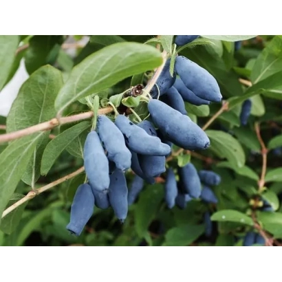 Синие ягоды жимолости на ветке - Антошка