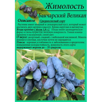 Насіння жимолості Бакчарський великан на зеленому фоні - БАЧЧАРСЬКИЙ ВЕЛЕТЕНЬ