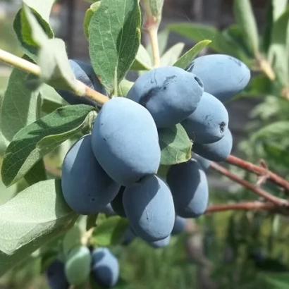 Синие ягоды жимолости на ветке - БЕРЕЛЬ