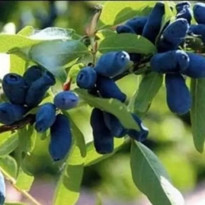 Спелые ягоды жимолости на ветке - Богдана