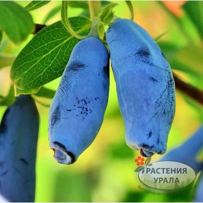 Синие ягоды жимолости на ветке с логотипом РАСТЕНИЯ УРАЛА - ЧЕЛЯБИНКА