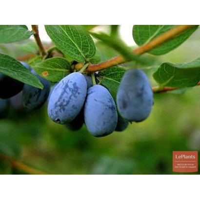 Синие ягоды жимолости на ветке - Дымка