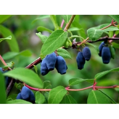 Синие ягоды на ветке жимолости - Фиалка