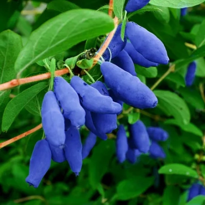 Синие ягоды жимолости на ветке с зелёными листьями - ФИАНИТ
