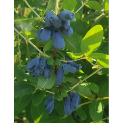 Синие ягоды жимолости на ветке с зелёными листьями - Флагман