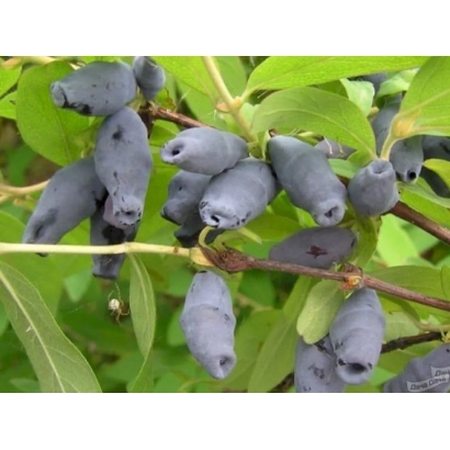 Спелые ягоды жимолости Фортуна на ветке