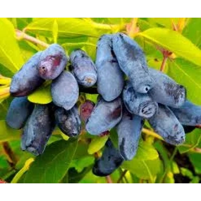 Спелые ягоды жимолости на ветке - Гирлянда