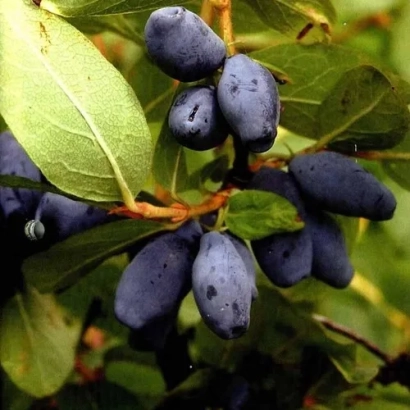 Синие ягоды жимолости на ветке с зелёными листьями - ГОРЛИНКА