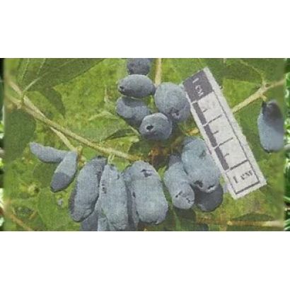 Синие ягоды калибры Калипсо на ветке с меткой