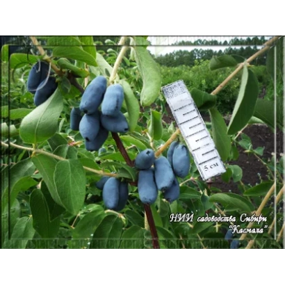 Blueberry honeysuckle variety Kasmala on branch with berries