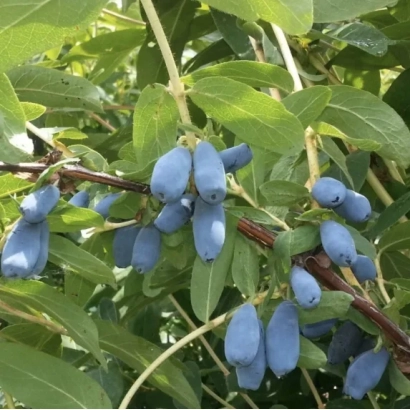 Синие ягоды жимолости на ветке с зелёными листьями - Лазурит