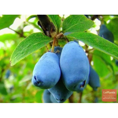 Синие ягоды жимолости на ветке - Незабудка