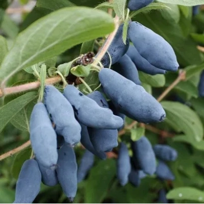 Blue honeysuckle berries on a branch - Nympha