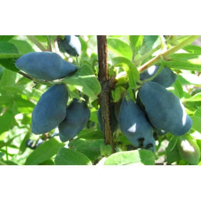 Спелые ягоды жимолости на ветке - ПАМЯТИ КУМИНОВА