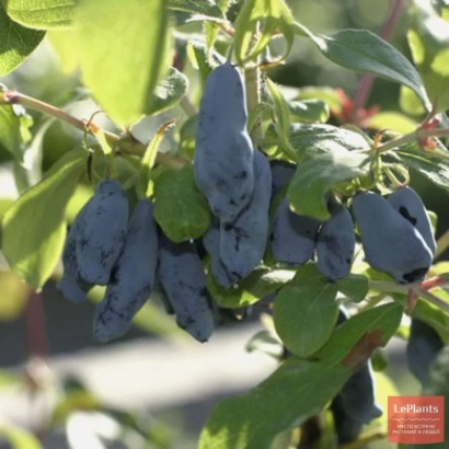 Синие ягоды на ветке жимолости - ПАМЯТИ СКВОРЦОВА