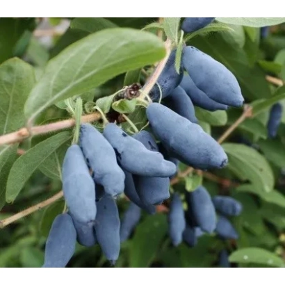 Дозрілі ягоди жимолості на гілці - ПОДАРУНОК ДЛЯ МЕШКАНЦІВ ПРИАМУР'Я