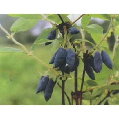 Спелые ягоды жимолости на ветке - РЕНАТА