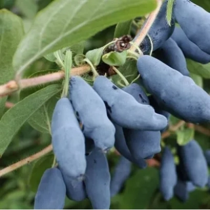 Синие ягоды жимолости на ветке с листьями - Роксана