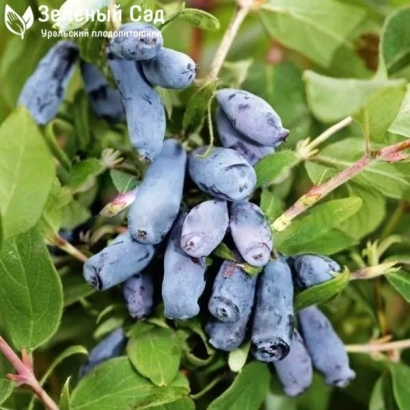 Спелые ягоды жимолости на ветке - Шахиня