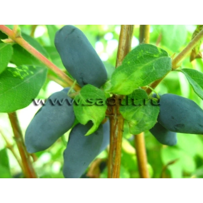 Синие ягоды жимолости на ветке - Самарская