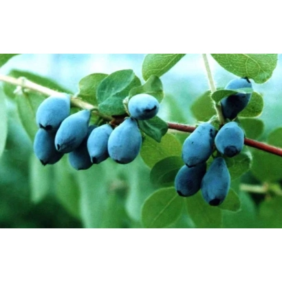 Синие ягоды жимолости на ветке с зелеными листьями - Селена