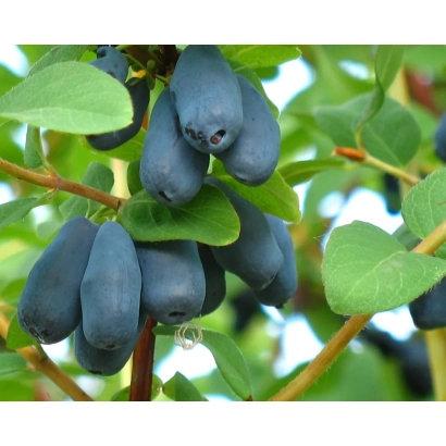 Спелые ягоды жимолости на ветке - СИБИРИАДА