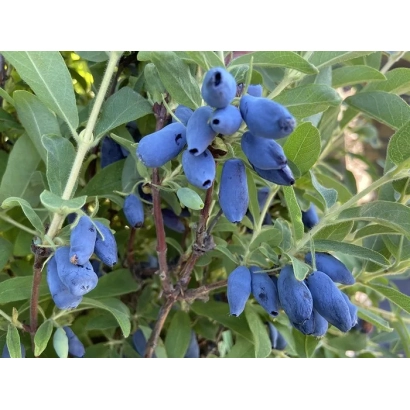 Синеглазка — ягоды жимолости на ветке