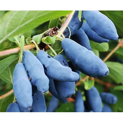 Синие ягоды жимолости на ветке - СИНИЙ УТЕС