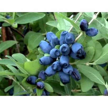 Синие ягоды на ветке жимолости - СИНИЛЬГА